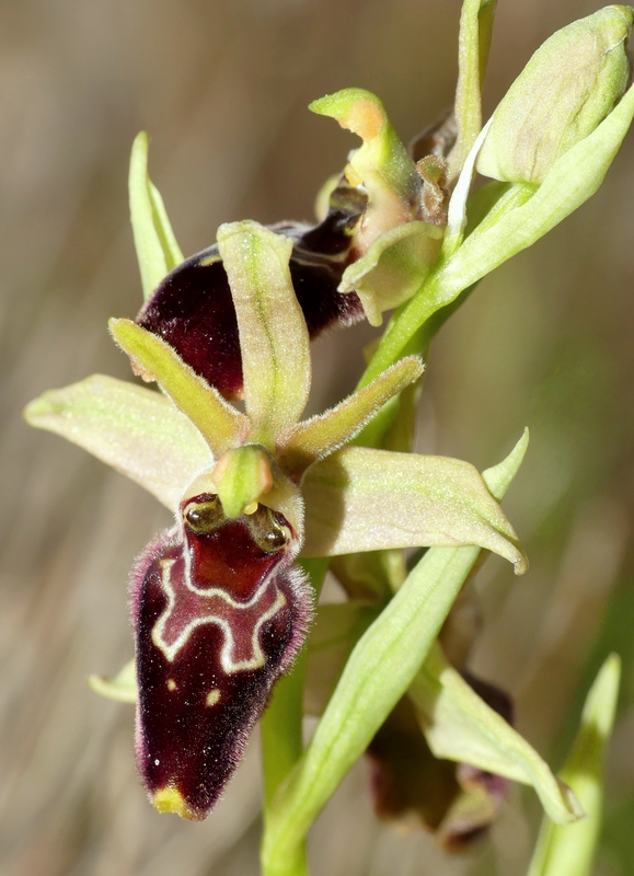 Ophrys exaltata subsp. archipelagi in Abruzzo marzo e aprile 2019